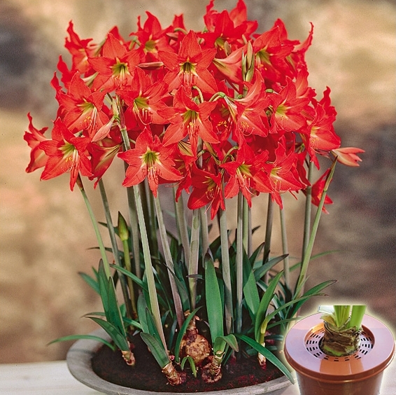 HIPPEASTRUM<br /><span>Multi Flowering Amaryllis</span>