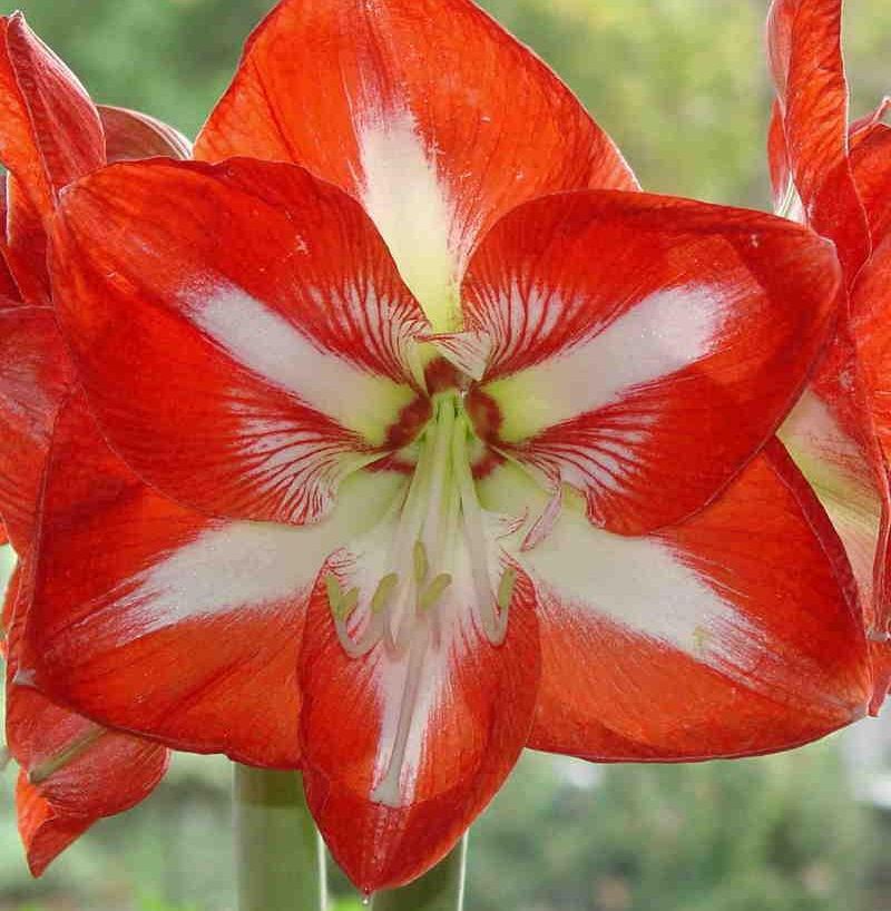 HIPPEASTRUM<br /><span>Large Flowering Amaryllis</span>