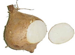 Mexican yam bean