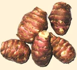 Topinamur