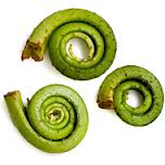Fiddlehead fern