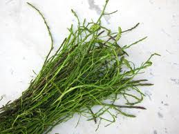Wild asparagus