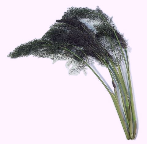 Bronze Fennel