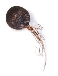 Black radish