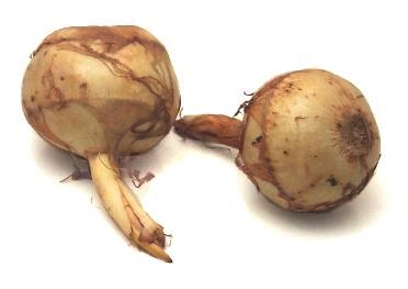 Chinese potato (jicama, arrowroot)