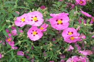 CISTUS