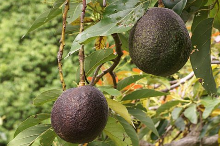 PERSEA<br /><span>Avocado</span>