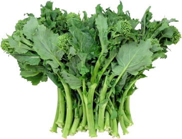 RAPINI