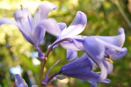 HYACINTHUS<br /><span>Multiflowered Hyacinths</span>