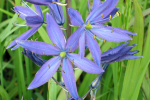 CAMASSIA