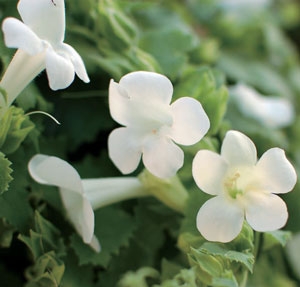 LOPHOSPERMUM