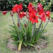 HIPPEASTRUM<br /><span>Amaryllis For Garden Planting</span>