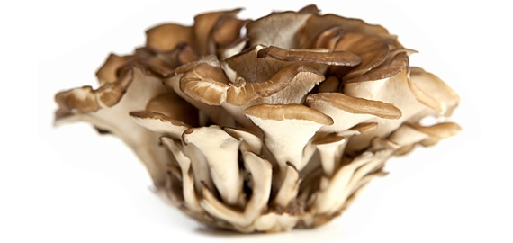 Maitake