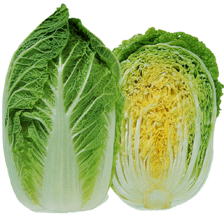 Napa cabbage