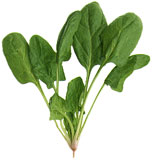 Spinach Alternatives for Hot Weathe