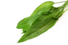 ALLIUM<br /><span>Leurdă</span>