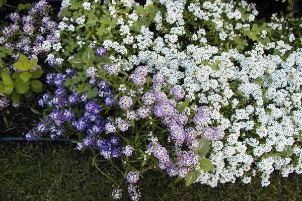 LOBULARIA<br /><span>Sweet Alison</span>
