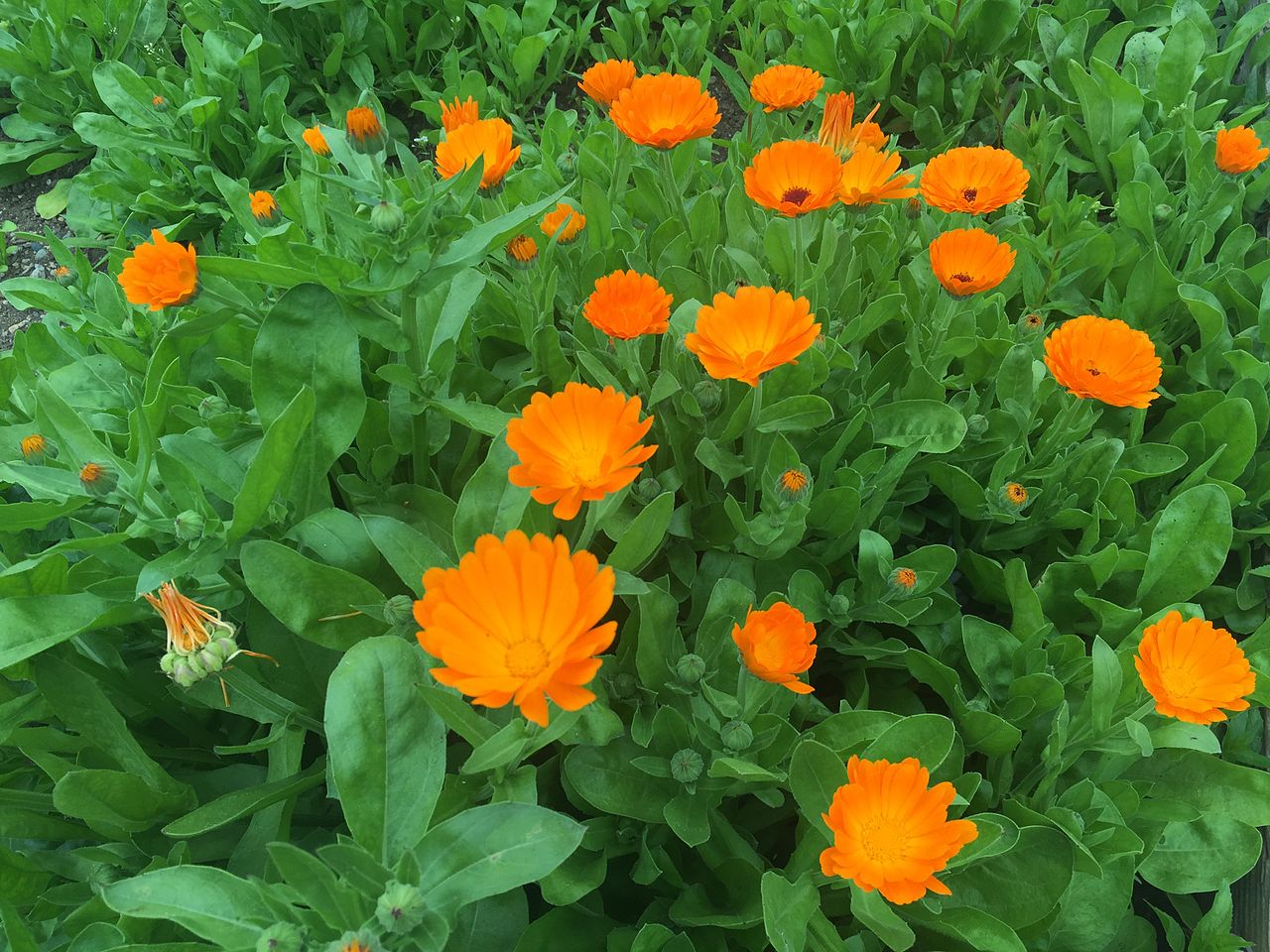 CALENDULA<br /><span>Gălbenele</span>