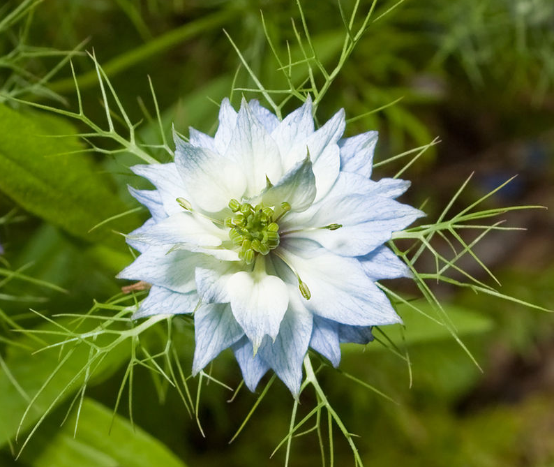 NIGELLA<br /><span>Love-In-A-Mist</span>