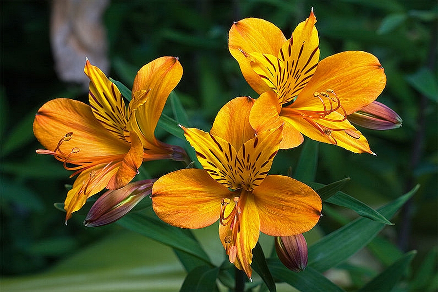 ALSTROEMERIA<br /><span>Peruvian Liliy</span>