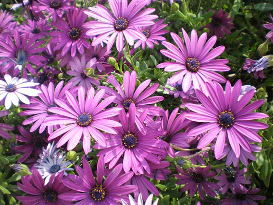 DIMORPHOTHECA<br /><span>Dimorfoteca</span>