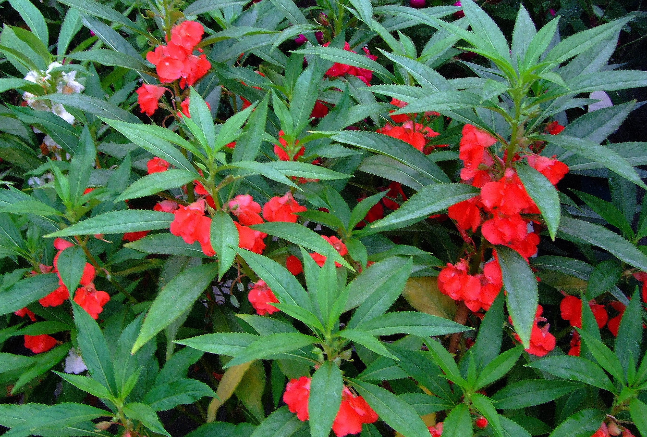 IMPATIENS<br /><span>Balsamină</span>