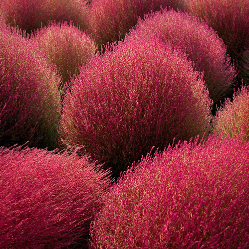 BASSIA<br /><span>Burning Bush</span>