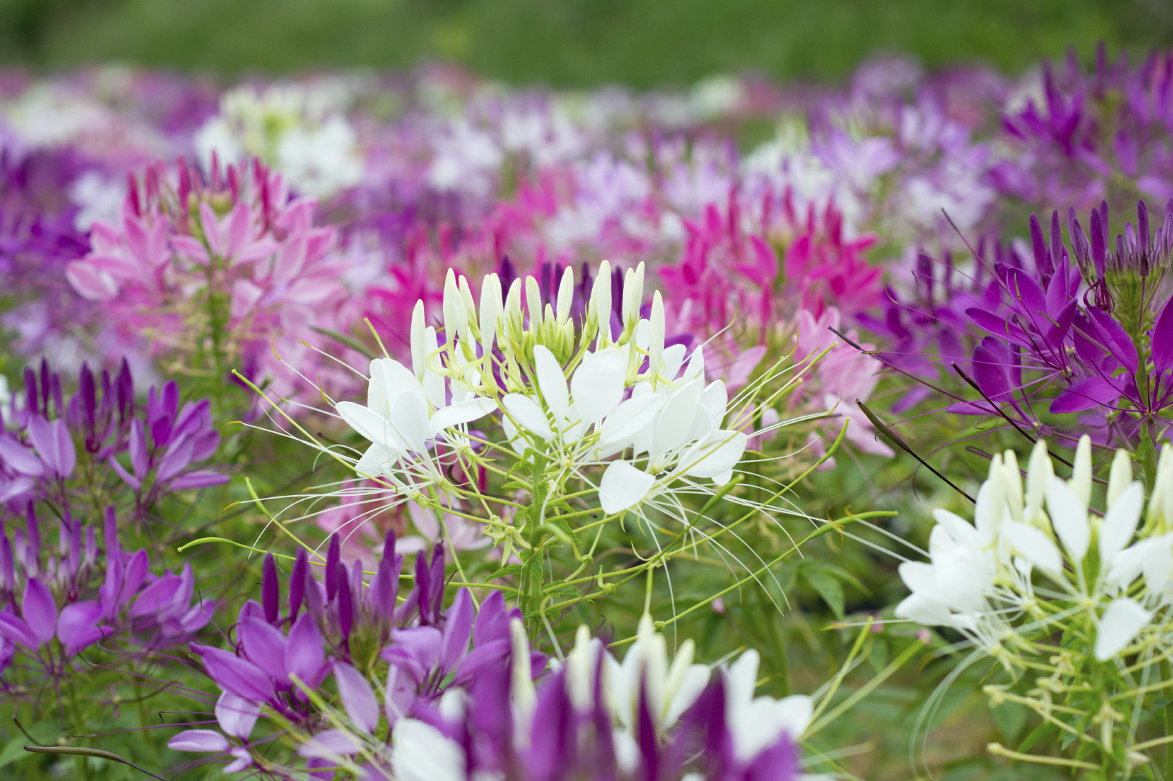 CLEOME