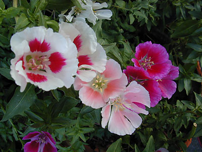 CLARKIA<br /><span>Godeţia</span>