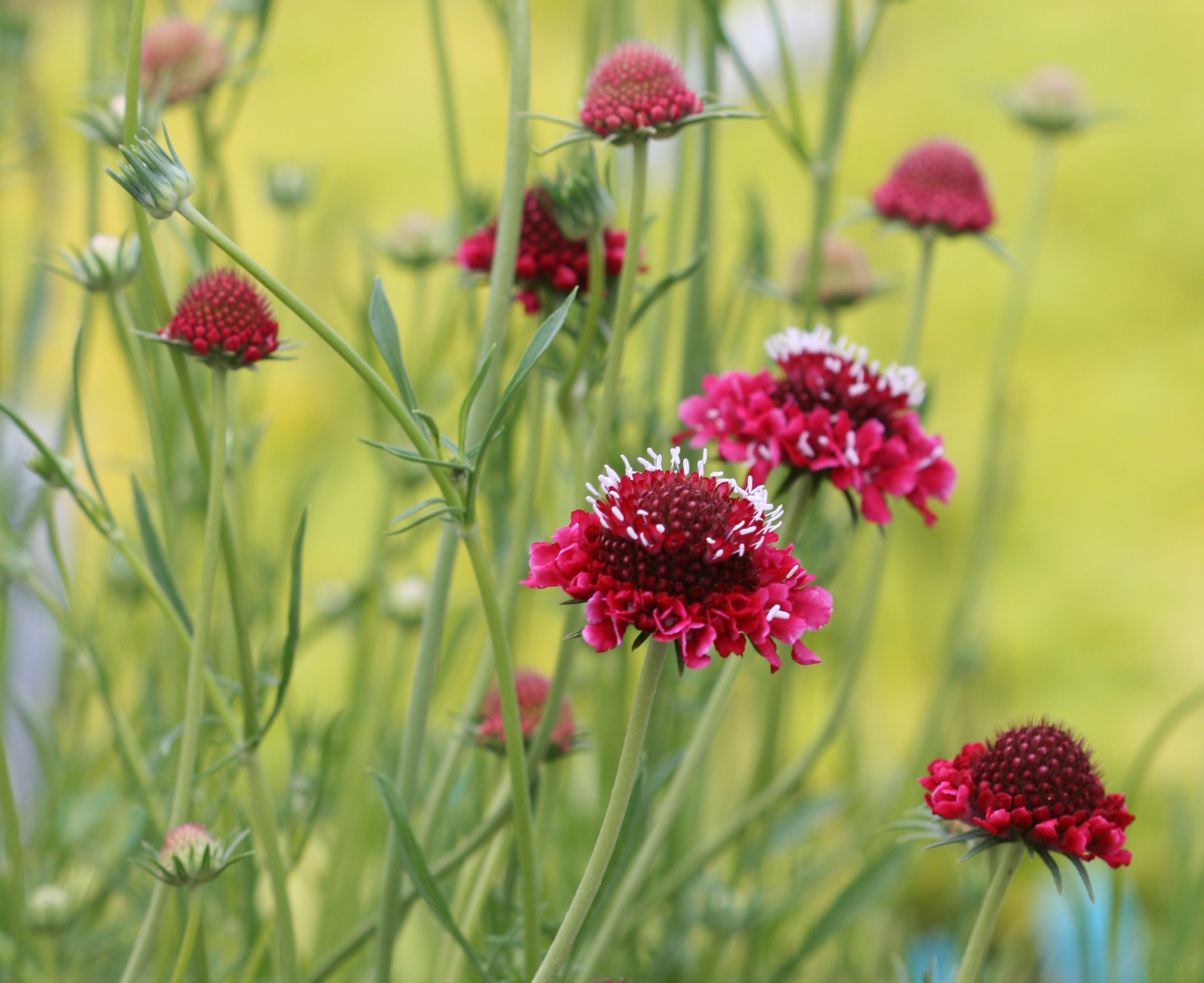 SCABIOSA<br /><span>Scabiosa Atropurpurea</span>