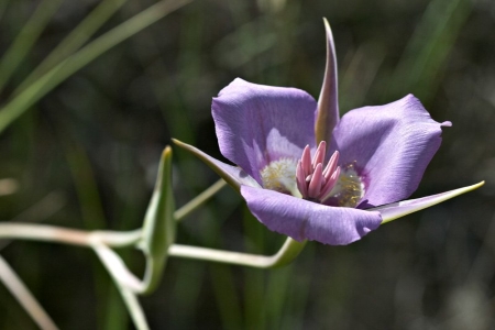 CALOCHORTUS