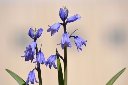 HYACINTHOIDES
