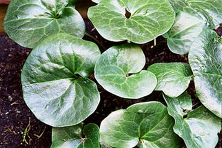 ASARUM