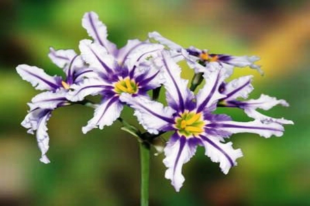 LEUCOCORYNE