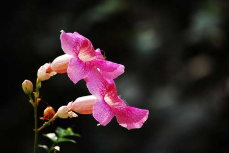INCARVILLEA