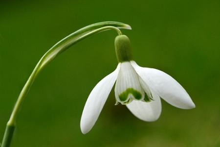GALANTHUS