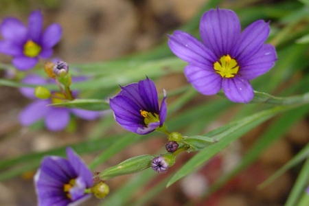 SISYRINCHIUM