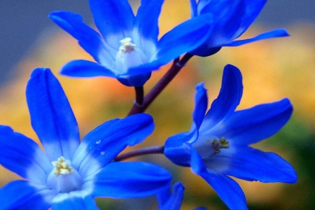 CHIONODOXA