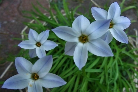 IPHEION