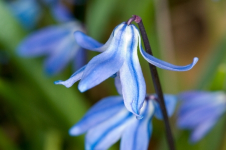 LEDEBOURIA, SCILLA