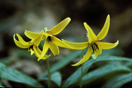 ERYTHRONIUM<br /><span>Trout Lilies</span>