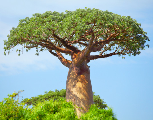 BAOBAB