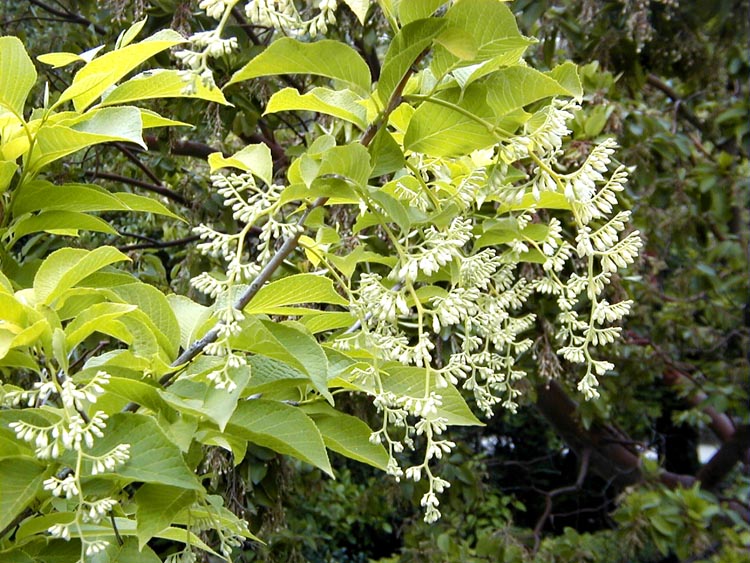 PTEROSTYRAX<br /><span>Arbore `Epolet`</span>