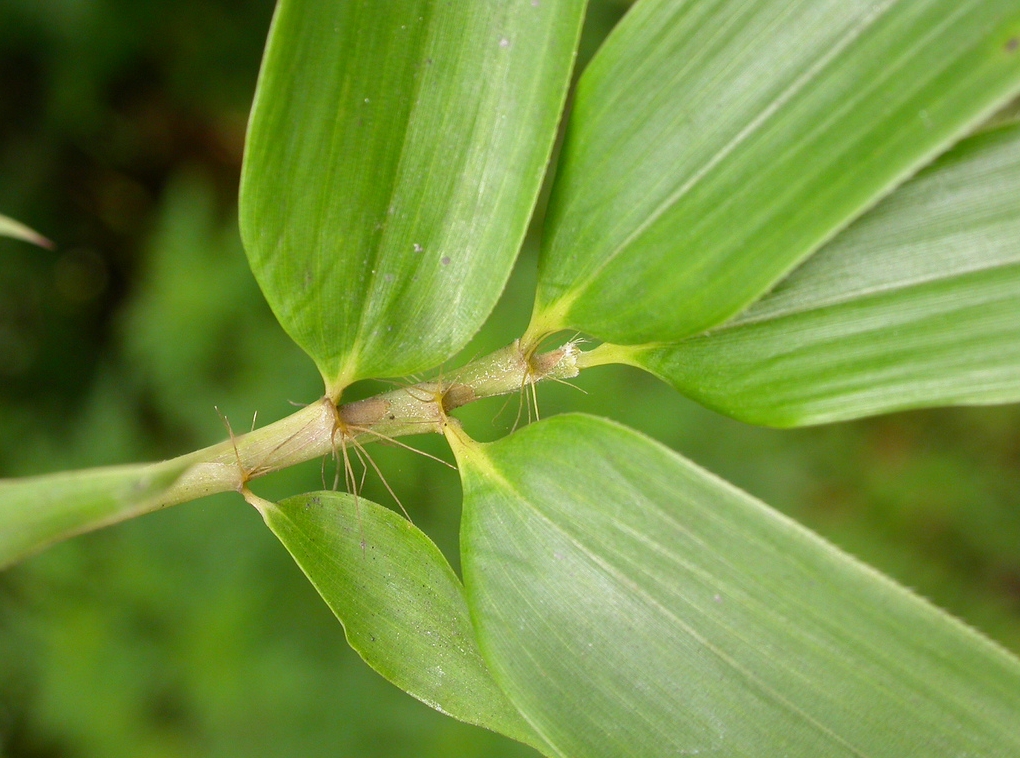 ARUNDINARIA