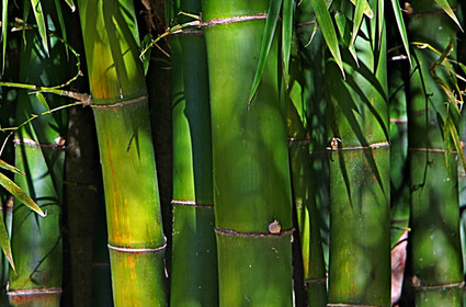 DENDROCALAMUS