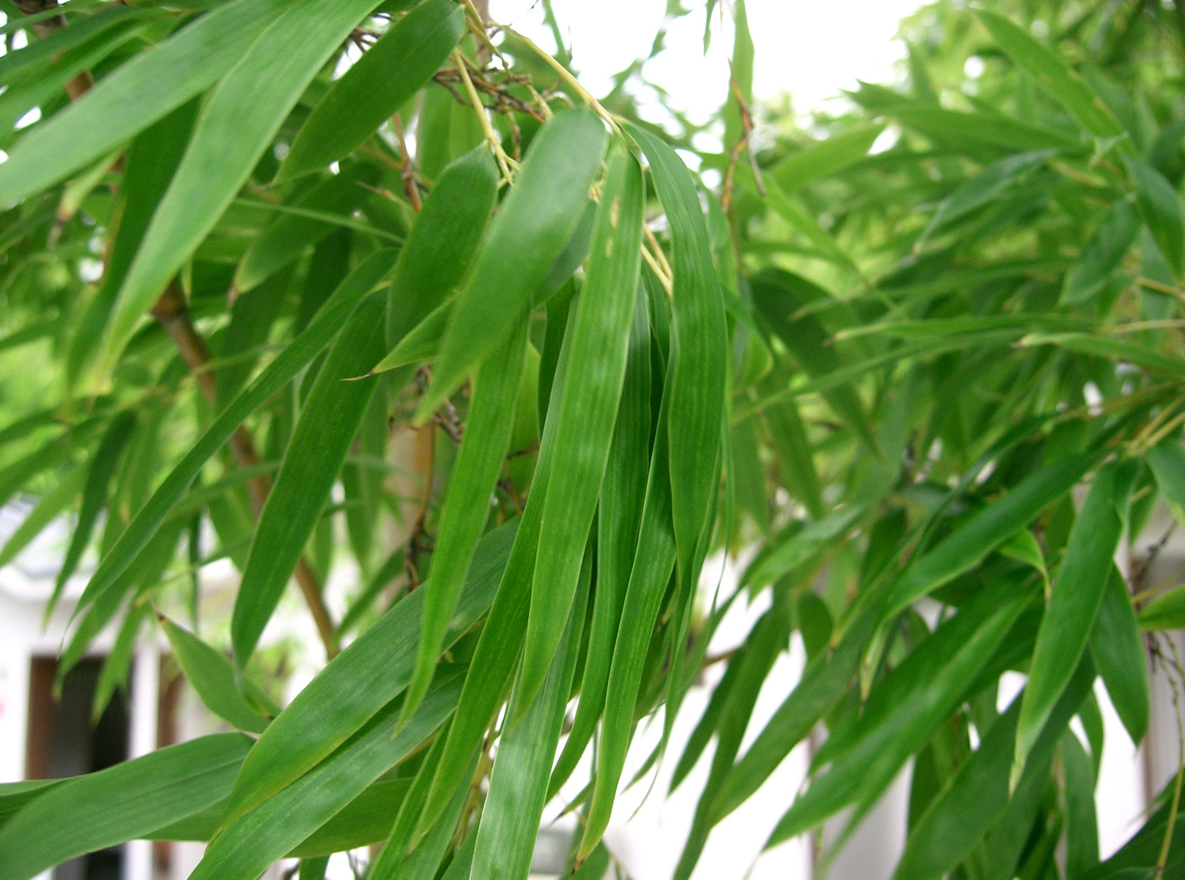 PHYLLOSTACHYS