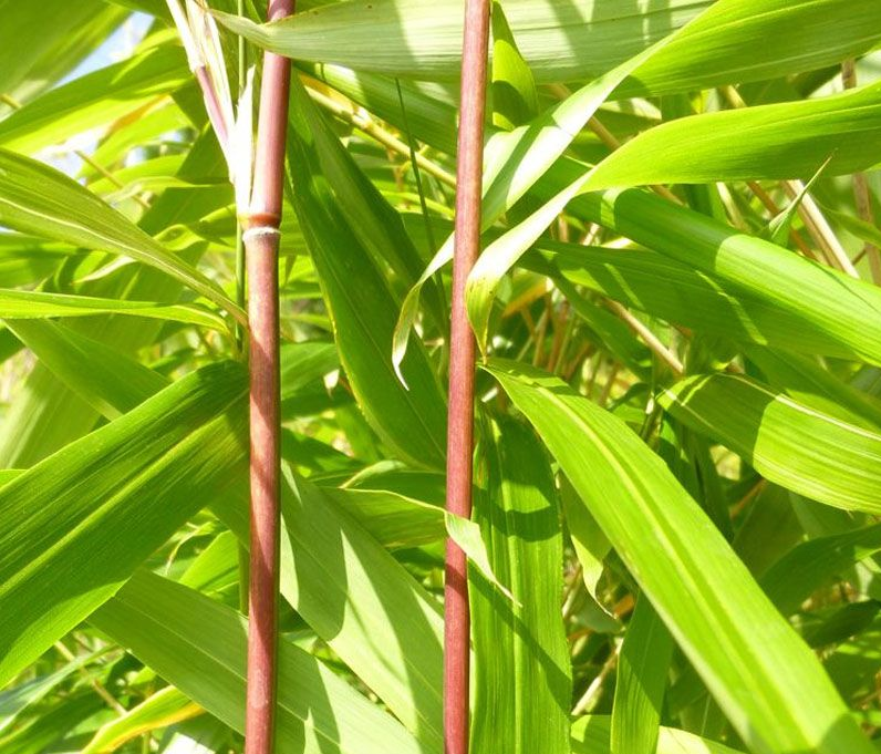 SEMIARUNDINARIA