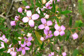 BORONIA