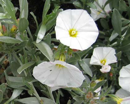 CONVOLVULUS