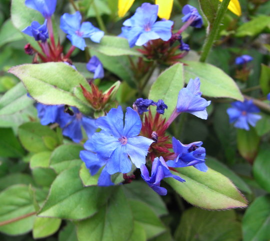 CERATOSTIGMA